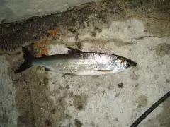 Haliburton Lake Herring
