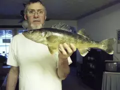 Nice Walleye