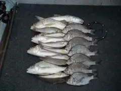 Mixed bag estaury - Barramundi Creek