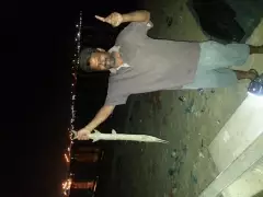 Needle Fish