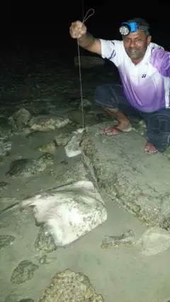 20 Kg of Stingray