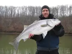 December Striped Bass