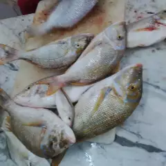 Friday Fishing