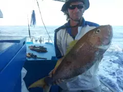 Gold band snapper