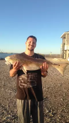 Louisiana red fish