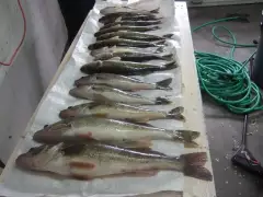 walleye fishing dec12