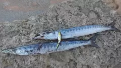 Barracuda