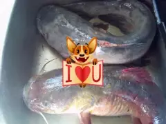 my cat fish