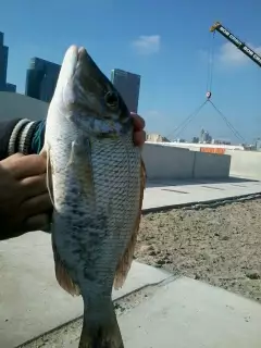Sheery Abu Dhabi - UAE