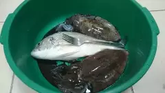 Two cuttlefish and a bream from Al Khor