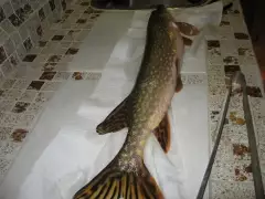 first pike