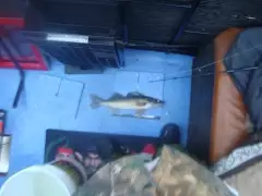Walleye 2