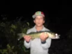 Walleye