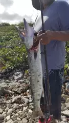 10 pounds barracuda