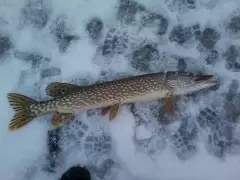 This is my 29 inch pike same day
