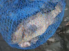 Catch of the Day... 19Feb2016...