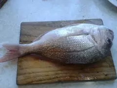 Kawau Island Snapper