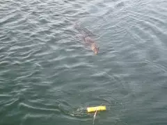 Playing with a croc