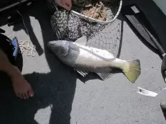 Barramundi