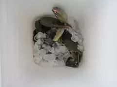 A cold crab