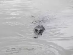 Croc comming up to our boat