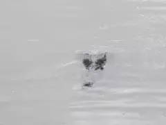 Croc by our boat