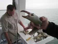 Crab claw