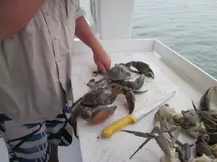 Crabs