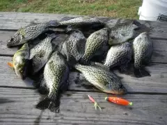 Crappie time