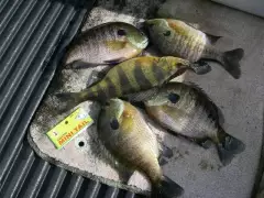 Eating size blue gill