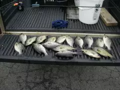 Crappie Time in MD.