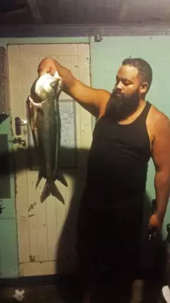 Kahawai!