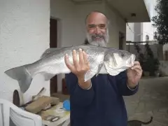 European Sea Bass