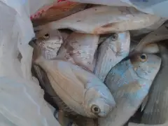 Jubail fishing
