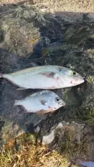 My Catch