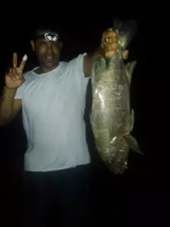 Snapper