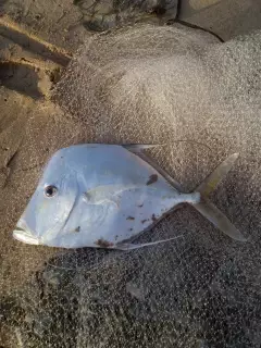 My Catch