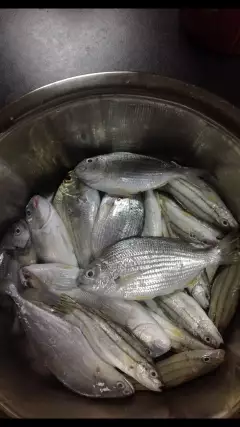 Yesterday's catch from AlKhobar