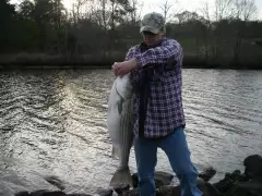 Striper