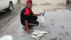 fishing mayhem ...ajman 15/04/2016