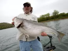 Striped Bass