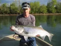 Striped Bass/ TN.