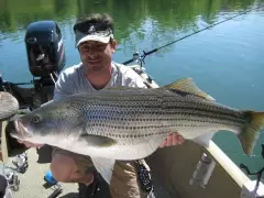 Striped Bass/ TN.