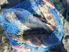 Fishing Update... Today's Catch @ Marina Mall Breakwater