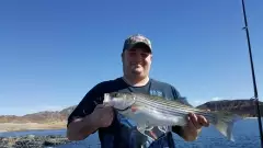 Feb striper at mead