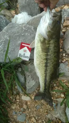 Largemouth Bass