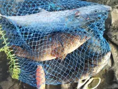 Fishing Update... Today's Catch @ Marina Mall Breakwater
