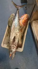 Trio 4.5kg GT, 6.5kg  Red Bass and a 8.5kg Mack