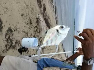 Sunday's catch