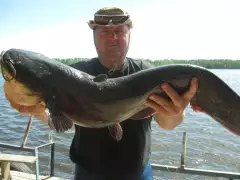 young catfish 12 kg